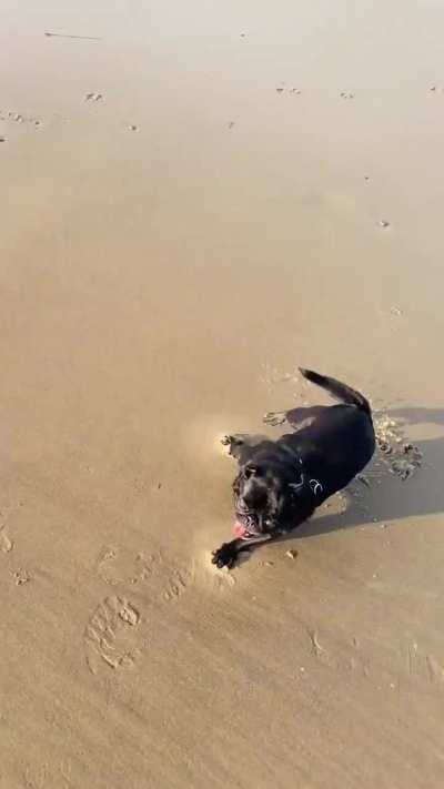 Zoomies on the beach. Truffles first time at the beach and her first time off leash. We had the best day ever!