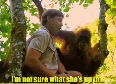 Orangutan Mother Meets Steve Irwin, Immediately Trusts Him
