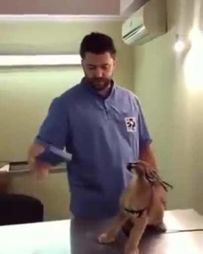 Hissy kitty at the vet