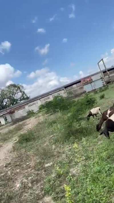 pulling out my tits on my uncles farm