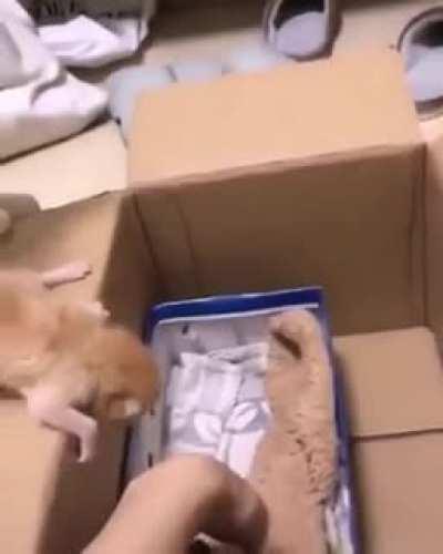 Touch Tha Kitten