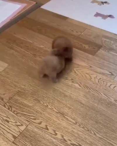Absolutely tiny floofs