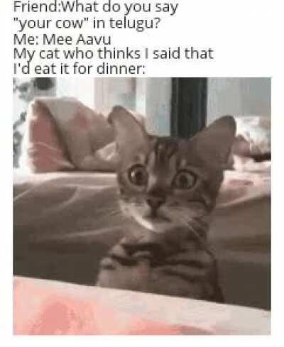 My memes are high IQ than Nolan, sometimes