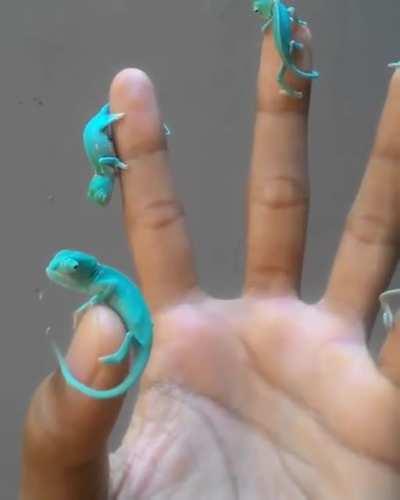 Are baby turquoise chameleons considered wholesome?