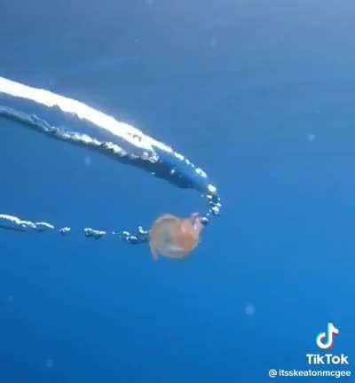 um dia normal no mar