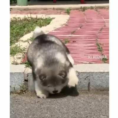 DoG iS cAuGhT bY mAnMaDe TrAp