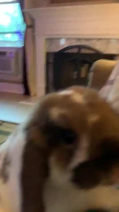 Chomp, Chomp, Chomp, Well no Banana today, but Papaya will do just fine😋