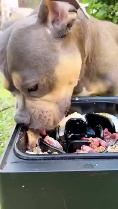 Cabros, mi perro me envió este video.  ¿Qué creen que signifique?