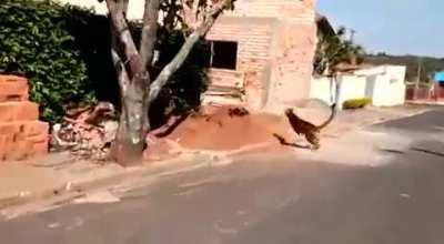 Wild Cougar freaking out in the streets of Brazil