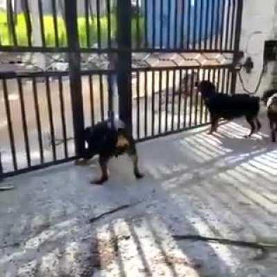 Don't mess with Rottweilers!