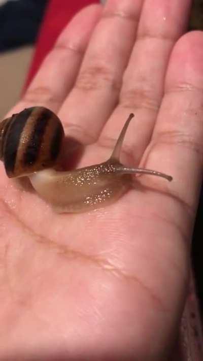 snail wiggling eyes?