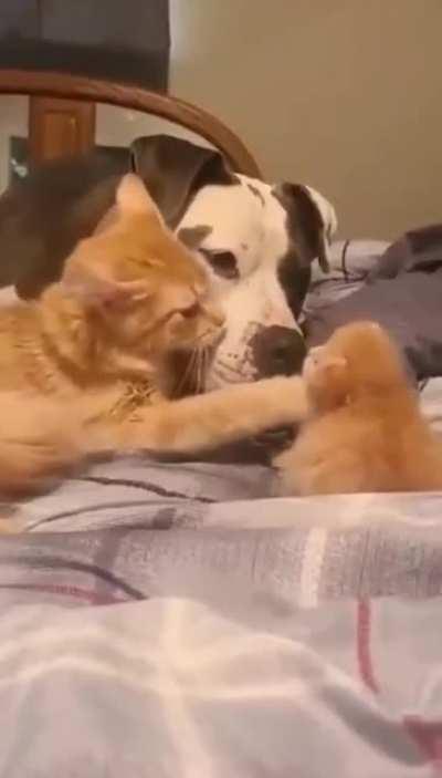 A cat mother introducing her puppy to a friendly dog.