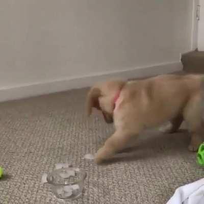 Pupper meets ice cube