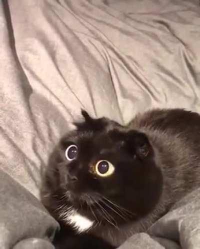 Those eyes at the end, though!