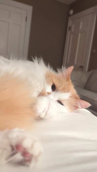 This is Calcifer. He's about 9 years old, and I love him. He's a little ham.