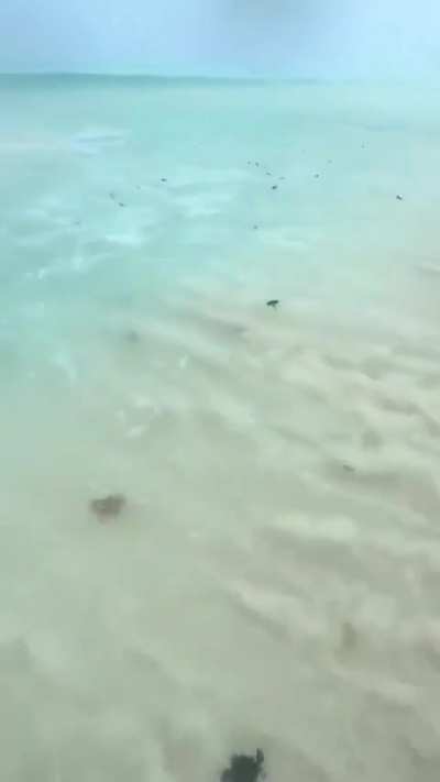 Baby turtles are released from the breeding station into the wildlife