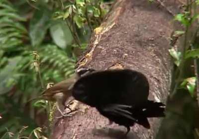 Vogelkop bird trying to seduce a female.