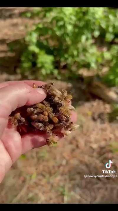 Queen balling. This is how honeybees kill a queen bee!