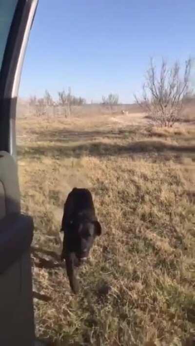 Dog kills camera person