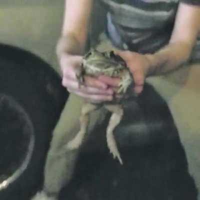 me gently holding a cane toad like a hamburger