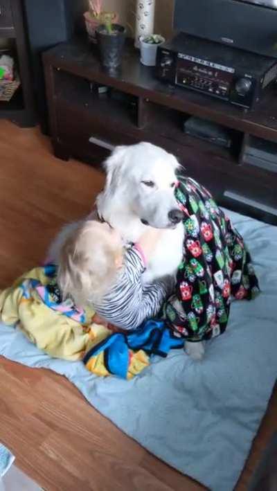 Toddler Wraps Dog With Blanket While Dog Sit Patiently.........