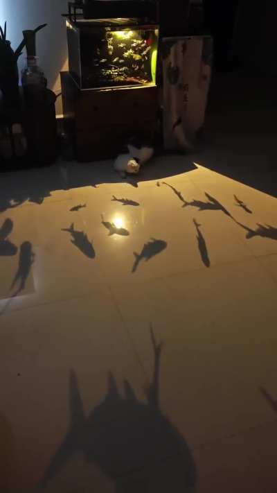 He is playing with the fish shadows