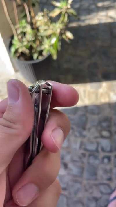 How old were you when you found out that some nail cutter's have a safe mode?