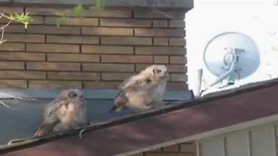 Owl poops then flees the scene