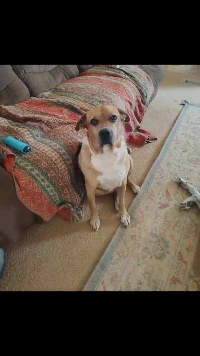 11 years of this face and I still can’t get enough. (Cujo)