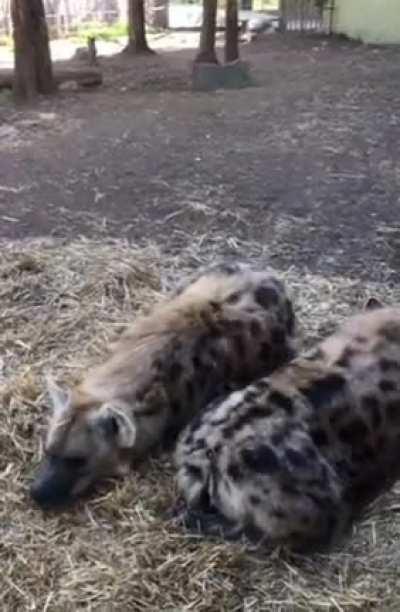 posting yeens every day until I get to pet one Day 821 its time to loaf