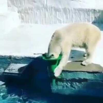 Polar Bear gears up for action.