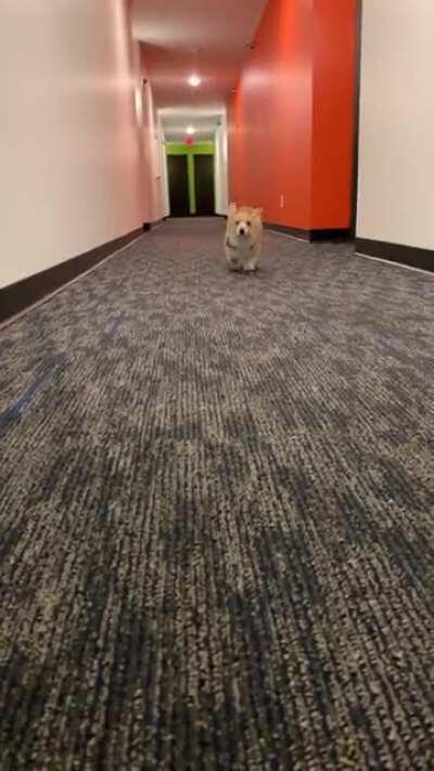 So fast, so furiously cute ❤️