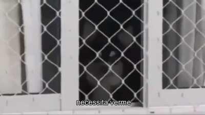 El Lobinho De Los Ojos Tristes ( ideia da AltCherry e editado por mim )