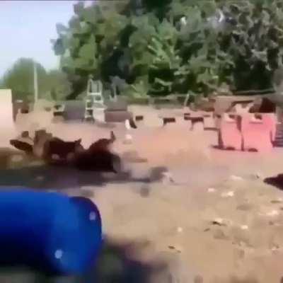 HMFT after I try to train the dogs