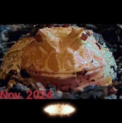 The Pac-Man Trio: Sunny, Sage, and Java