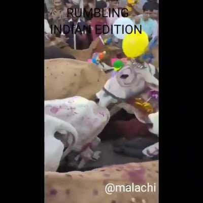 HMFT after i allow myself to be trampled by dozens of cows