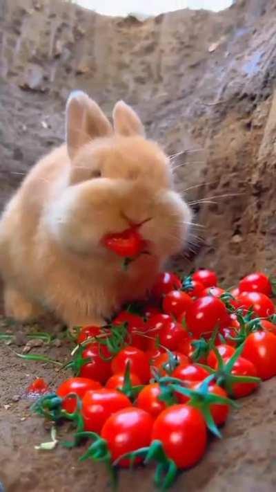 Cute bunny ❤