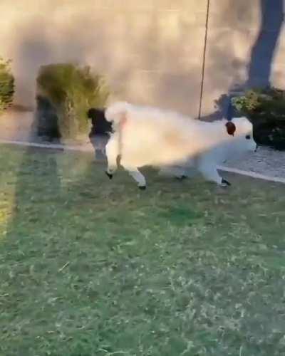 Suddenly cow zoomies