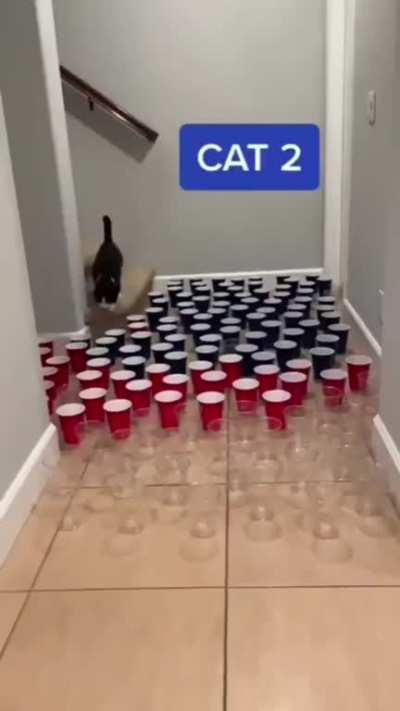 They attacked first, I swear!