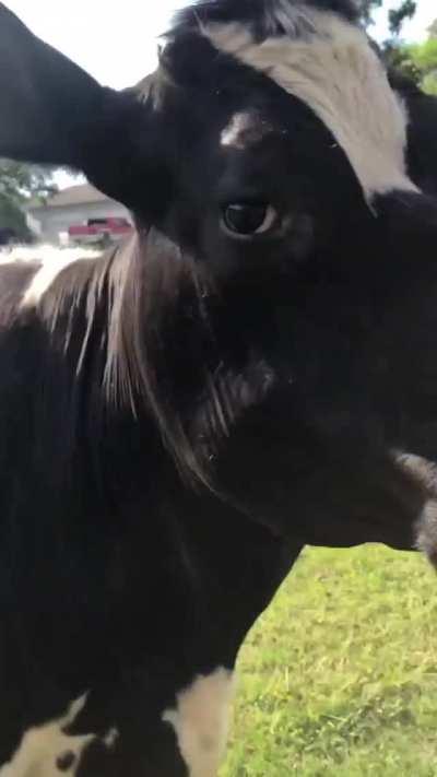 Maybelle all excited