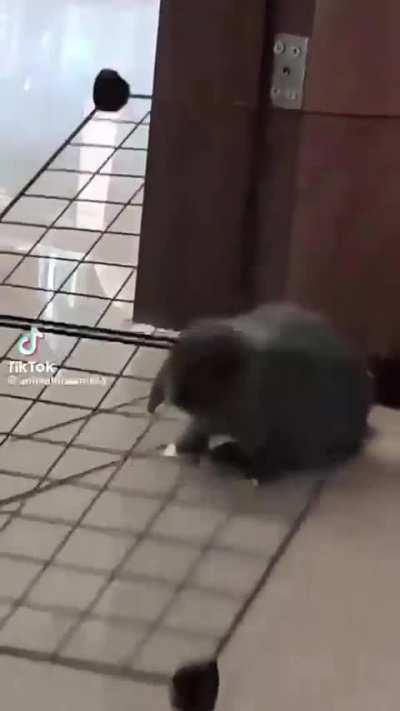 Evil beast punished for its hubris rule