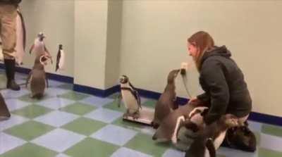 Weighing penguins is hard (footage from Saint Louis Zoo)