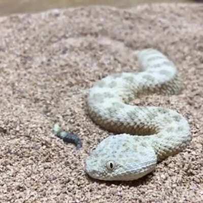 🔥 Saharan Sand Viper hiding in the sand