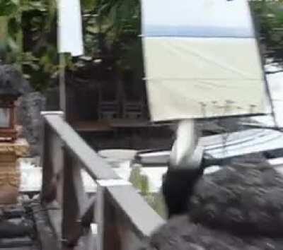 Hornbill joins a dance class