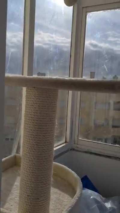 100$ on a scratching post. Why? 🙄