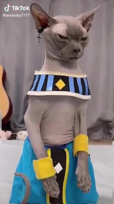 Beerus irl