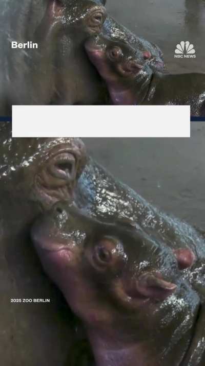 The Berlin Zoo has welcomed a baby hippo, the first offspring of 13-year-old Nala