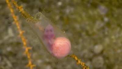 This is a baby shark in its egg sack. Extremely rare sight to see!