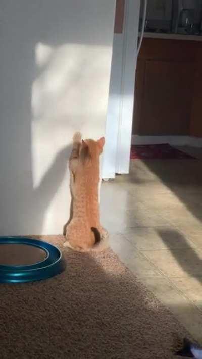 My Little Orange Guy vs Shadow Duck