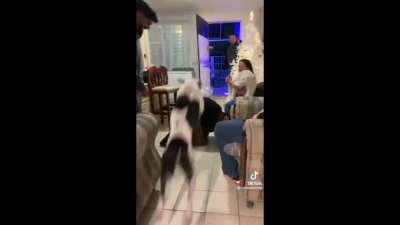 Te amo perrito que salta personas